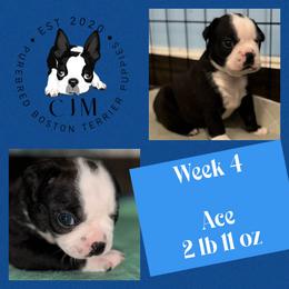 Ace - Black and white male Boston Terrier puppy in Jupiter, Florida from CJM Boston and Boxer Puppies