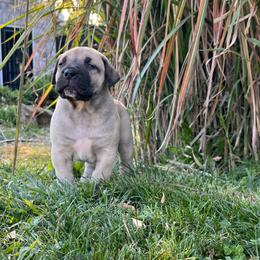 DONATELLO - Red male Boerboel puppy in Pennsylvania from Cold River Boerboels