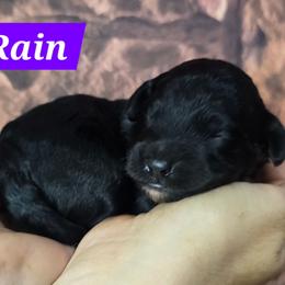 Rain - Black female Goldendoodle puppy in Eugene, Oregon from Oregon's Legendary Goldendoodles