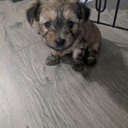 Yorkshire Terrier Puppies from Jenn's Yorkie Poo's