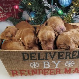 Goldendoodle Puppies from Rustic Road Doodles