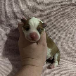 Girl 4 - Fawn female Pembroke Welsh Corgi puppy in Brazoria, Texas from Diamond Bar H