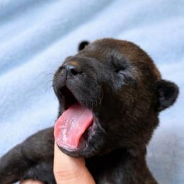 Medium dark female - Brindle female Belgian Malinois puppy in Dallas, Texas from RoyalHaus Malinois