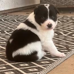 Uno - Black and white male Border Collie puppy in Jonesboro, Arkansas from Hampton Border Collies