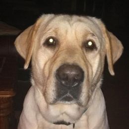 Ali - Labrador Retriever