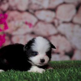 Pip - Black tri male Toy Australian Shepherd puppy in Georgetown, Texas from Minikin Manor
