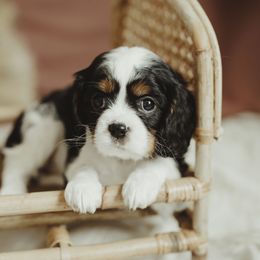 Cavalier King Charles Spaniel and Cavapoo Puppies from The Cav Family