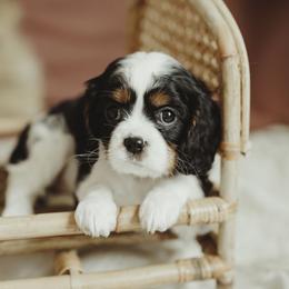 Cavalier King Charles Spaniel and Cavapoo Puppies from The Cav Family
