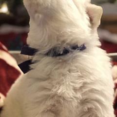 Berger Blanc Suisses from Wolf Lake White Swiss Shepherds