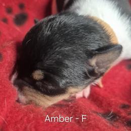 Amber - White and black female Teddy Roosevelt Terrier puppy in Murray, Kentucky from Froschwald German Shepherds and Xanadu Teddy Roosevelt Terriers