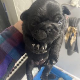 Doberman Pinscher and Pug Puppies from Fox Farm Kennel