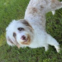 Lainey - Aussiedoodle