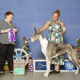 Great Danes from Magic Kingdoms Great Danes
