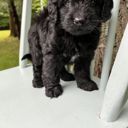 Goldendoodle and Golden Retriever Puppies from Darling Doodles of Licking County