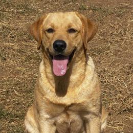 Heidi - Labrador Retriever