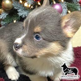 Freddy- Gorgeous Blue tri boy with his natural long tail - Blue male Pembroke Welsh Corgi puppy in Taylorsville, North Carolina from Mill Creek’s Pembroke Welsh Corgis and French Bulldogs