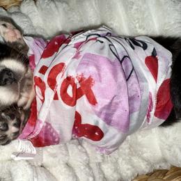Vernie - Black and white male Pomsky puppy in Wisconsin from Summer's Pomskies