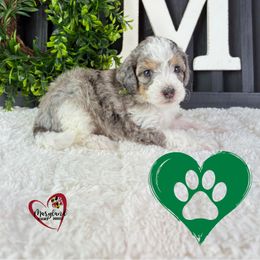 Goldendoodle Puppies from Maryland Designer Doodles