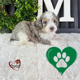 Goldendoodle Puppies from Maryland Designer Doodles