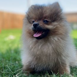 Boy 1 - Orange sable Pomeranian puppy in Abilene, Texas from Blessedpoms