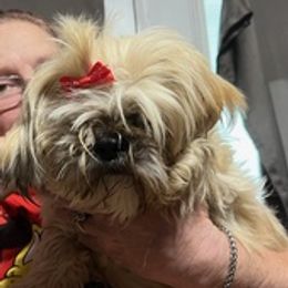 Shih Tzus from Diana's Shih Tzus