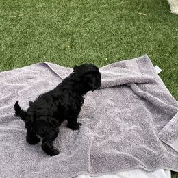 Girl 5 - Cockapoo puppy in Peoria, Arizona from Frosty Acres Cockapoos and Doodles