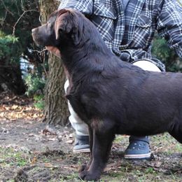 Labrador Retrievers from AM Labradors