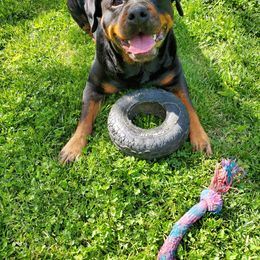 Rottweiler All Grown Up from Morton Von Hause Rottweilers