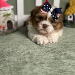 CKC Girl 1 - Gold and white female Shih Tzu puppy in Houston, Texas from Paws n Claws