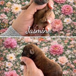 Jasmine - Brindle female Shih Tzu puppy in Connersville, Indiana from Royal Blossom Shihtzus