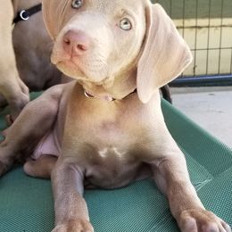 Pointer and Weimaraner Puppies from Silvershot Weimaraners and Pointers