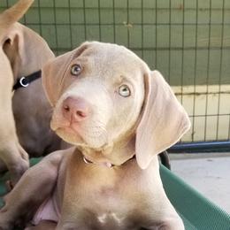 Pointer and Weimaraner Puppies from Silvershot Weimaraners and Pointers