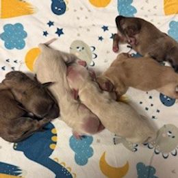 Dachshund puppies from Denali Dachshunds