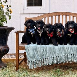 Golden Mountain Dogs and Golden Retrievers from Roberds Farm Golden Retrievers