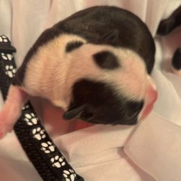 Boy 1 black collar - Black brindle and white male Boston Terrier puppy in Sunnyside, Washington from Boston Terriers