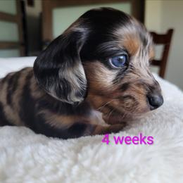 Baylor - Dapple female Dachshund puppy in Kempner, Texas from Russell Farms Dachshund