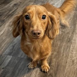 Red - Dachshund