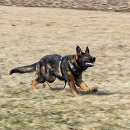 Ivy - German Shepherd