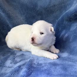 Hamlet - White male Pomsky puppy in Winchendon, Massachusetts from Mountain View Pomskies