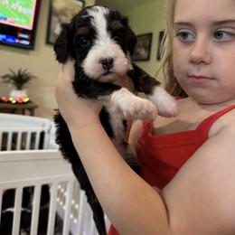 Boy 1 - Tri-color male Bernedoodle puppy in Portland, Oregon from Sandy Creek Bernedoodles