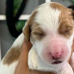 Bernedoodles, French Bulldogs, and Goldendoodles from Ohana Doodles x Frenchies