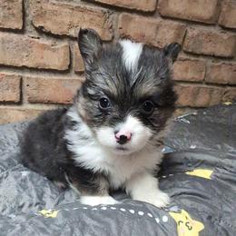 Mao Mao (Green Collar Girl, Fluffy) - Black and tan female Pembroke Welsh Corgi puppy in Stoystown, Pennsylvania from Willow Grove Corgis