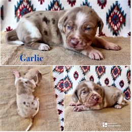 Garlic - Red merle male Catahoula Leopard Dog puppy in Washington from Coweeman Catahoulas