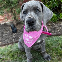 Great Dane Puppies from Anderson Blau’s Great Danes