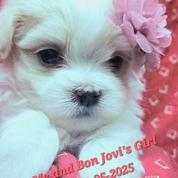 Sophie - White female Maltese puppy in The Villages, Florida from My Precious Pups