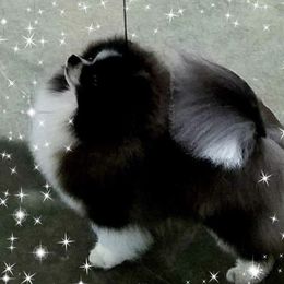 Tux - Pomeranian