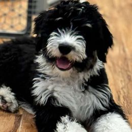 Floyd - Black and white Aussiedoodle puppy in Moreno Valley, California from Rainbow SoCal Doodles