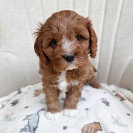 Christopher Robin - Red male Cavapoo puppy in Easley, South Carolina from Cutiepie Cavapoos