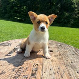 Brown Collar - Red male Pembroke Welsh Corgi puppy in Boaz, Alabama from Brumblow’s Kennel