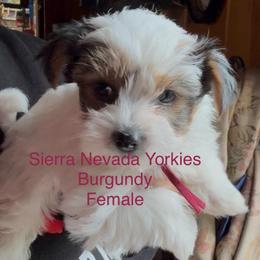 Pebbles (burgundy) - Parti female Yorkshire Terrier puppy in South Lake Tahoe, California from Sierra Nevada Yorkies